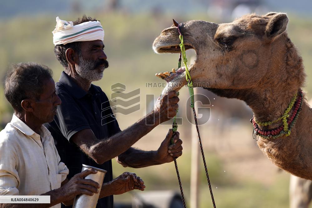 World's Largest Camel Fair - India