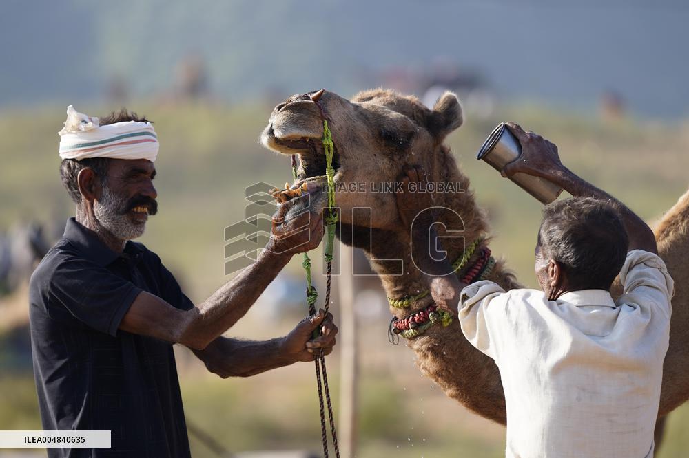 World's Largest Camel Fair - India