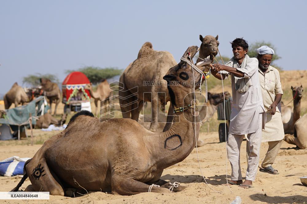 World's Largest Camel Fair - India