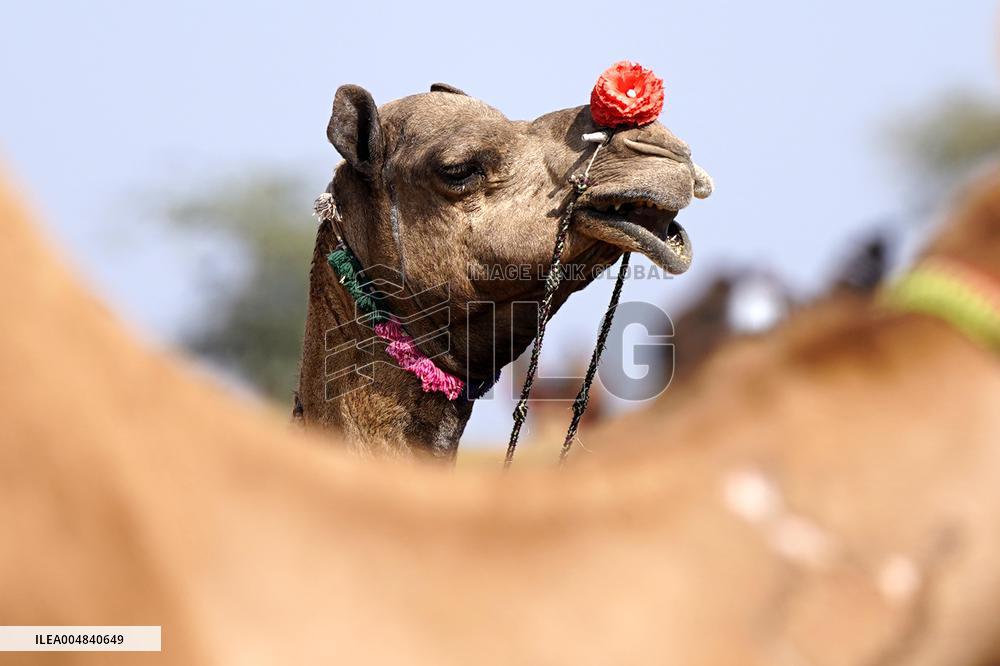 World's Largest Camel Fair - India
