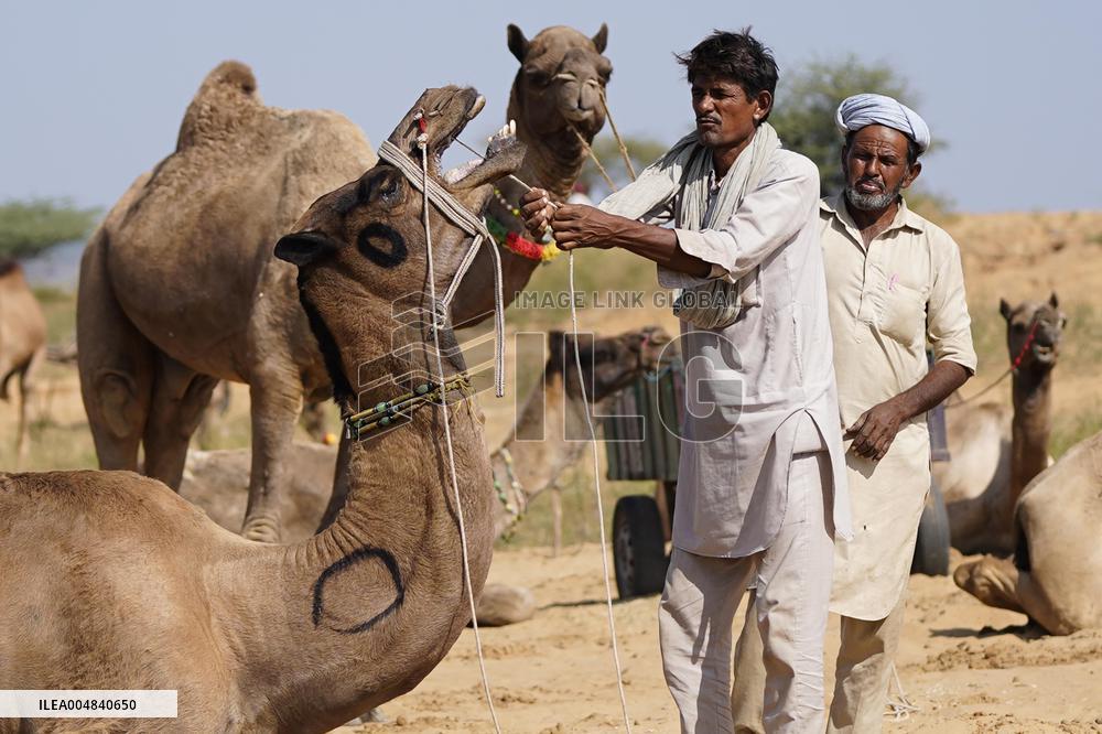 World's Largest Camel Fair - India