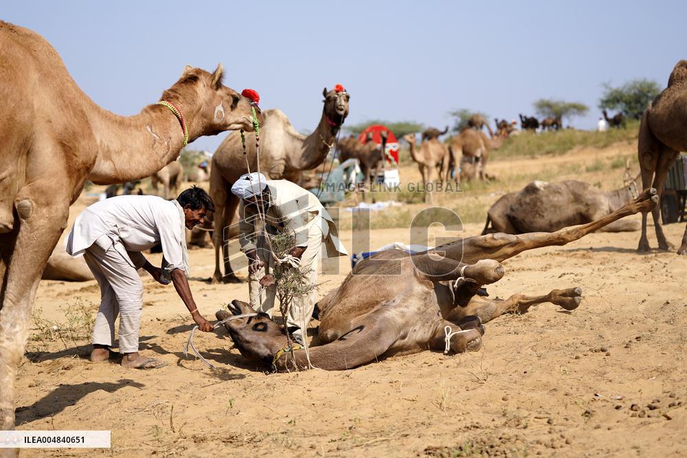 World's Largest Camel Fair - India