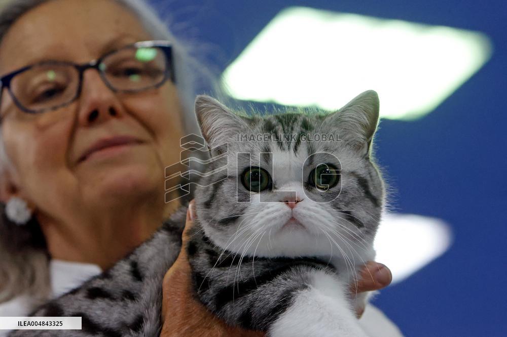 Bucharest Feline Beauty Contest - Romania