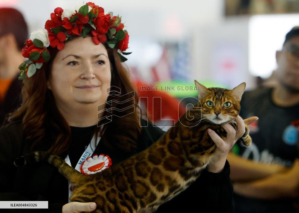 Bucharest Feline Beauty Contest - Romania