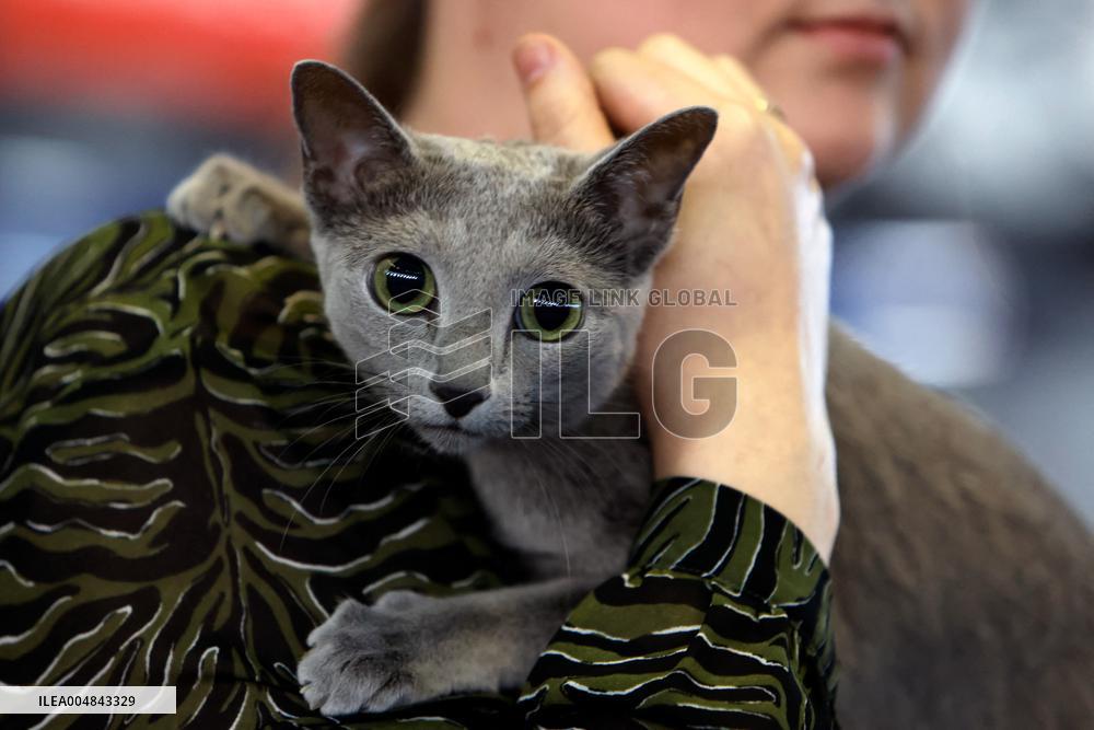 Bucharest Feline Beauty Contest - Romania