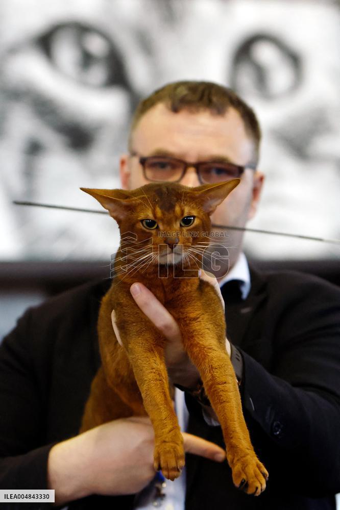 Bucharest Feline Beauty Contest - Romania