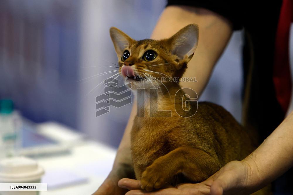 Bucharest Feline Beauty Contest - Romania