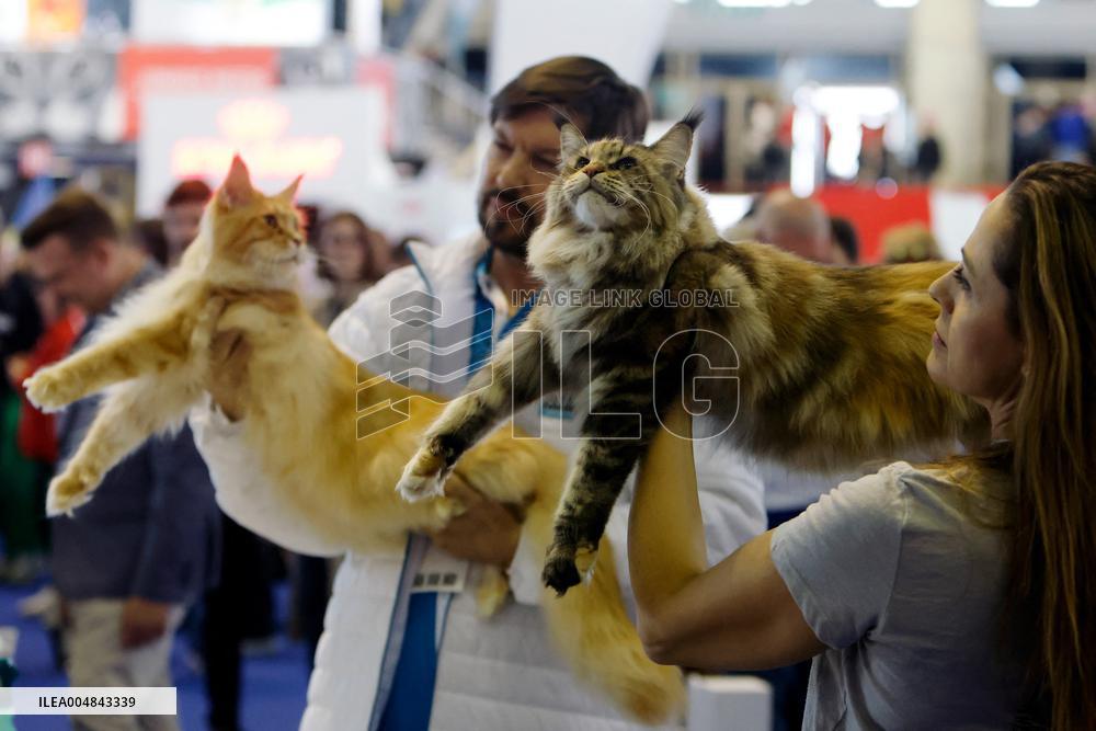 Bucharest Feline Beauty Contest - Romania