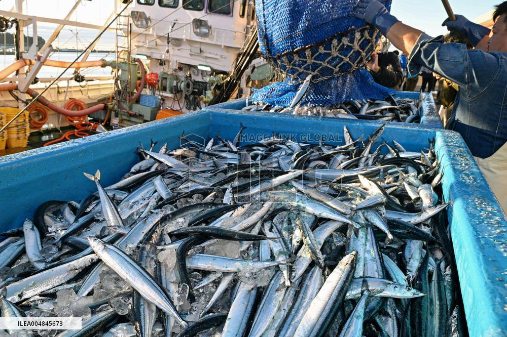 Saury landing at northeastern Japan port