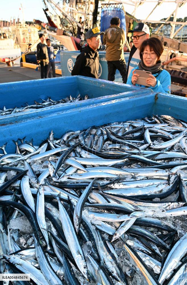 Saury landing at northeastern Japan port