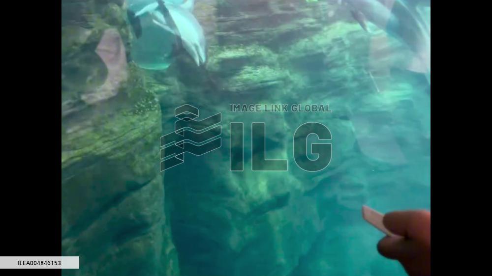 Japan: Woman Uses Comb Sound to Captivate Dolphins at Osaka Aquarium