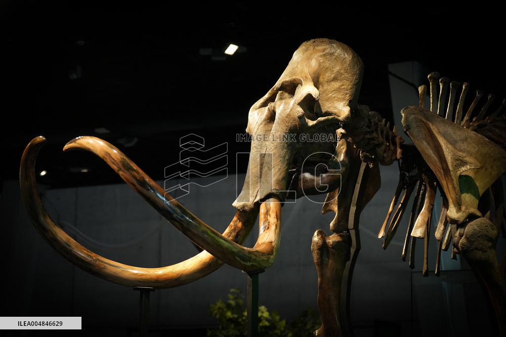 Fossilized Woolly Mammoth Skeleton Presented at Museum - Barcelona