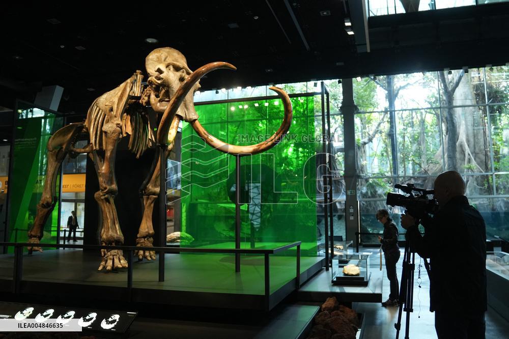 Fossilized Woolly Mammoth Skeleton Presented at Museum - Barcelona