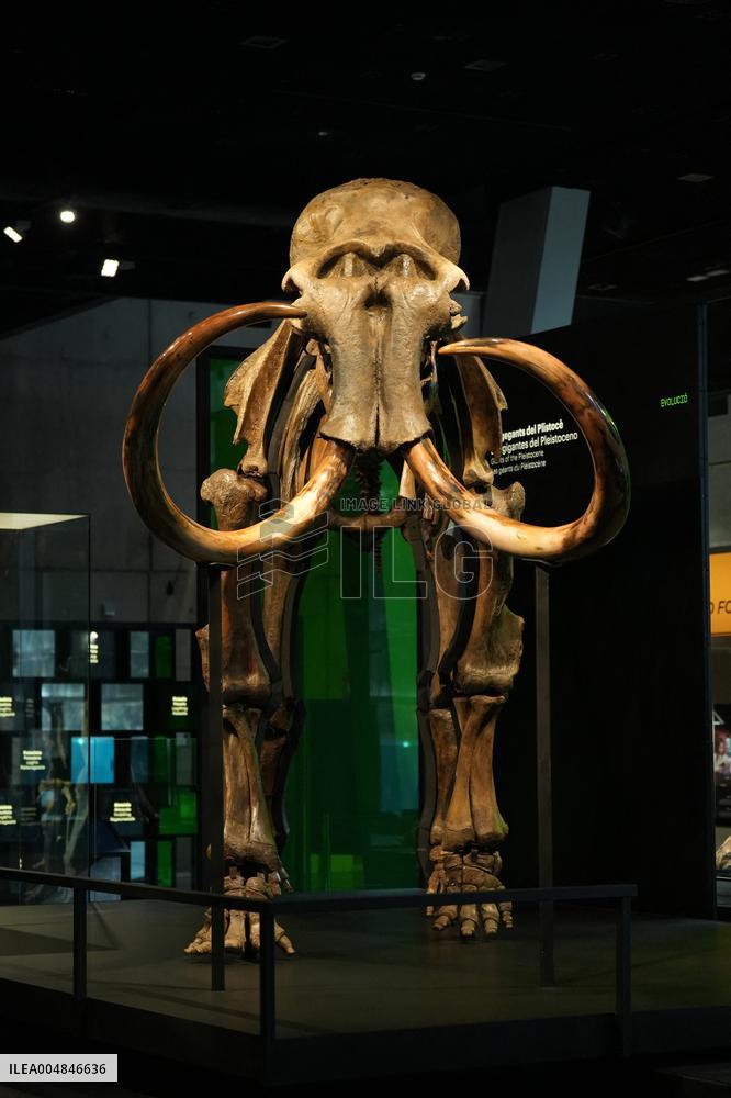 Fossilized Woolly Mammoth Skeleton Presented at Museum - Barcelona