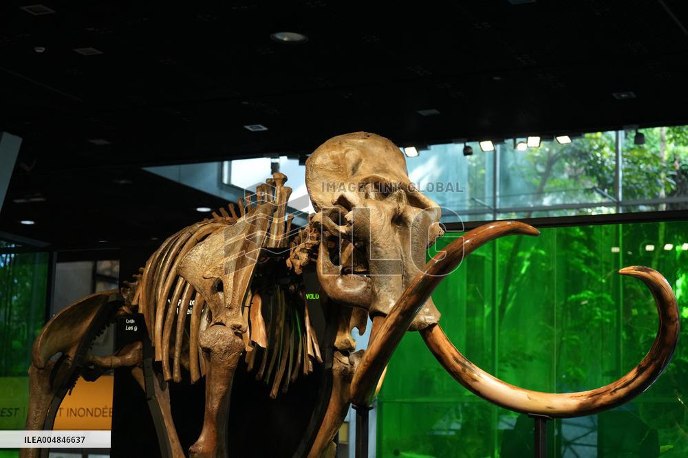 Fossilized Woolly Mammoth Skeleton Presented at Museum - Barcelona