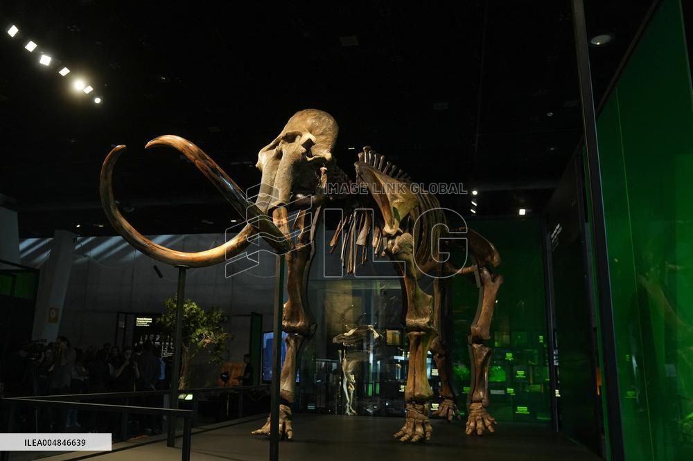 Fossilized Woolly Mammoth Skeleton Presented at Museum - Barcelona