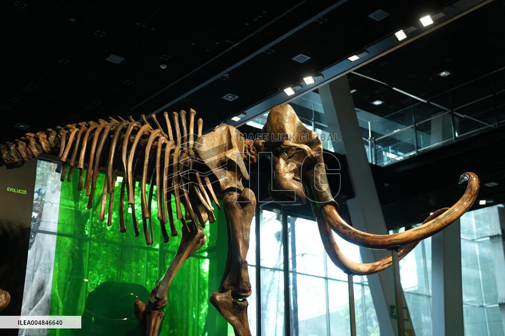 Fossilized Woolly Mammoth Skeleton Presented at Museum - Barcelona