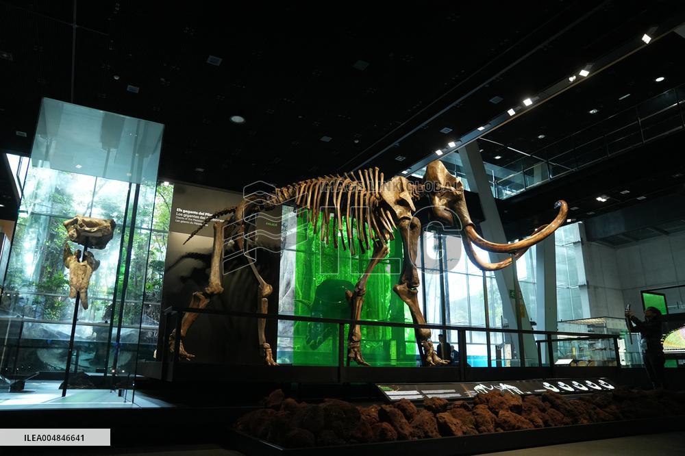 Fossilized Woolly Mammoth Skeleton Presented at Museum - Barcelona