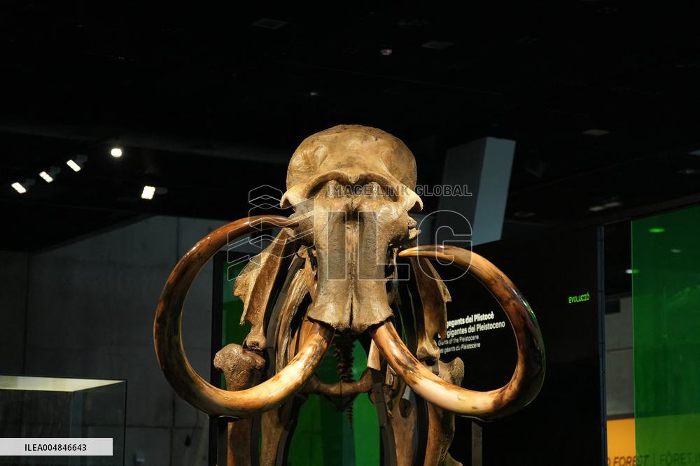 Fossilized Woolly Mammoth Skeleton Presented at Museum - Barcelona