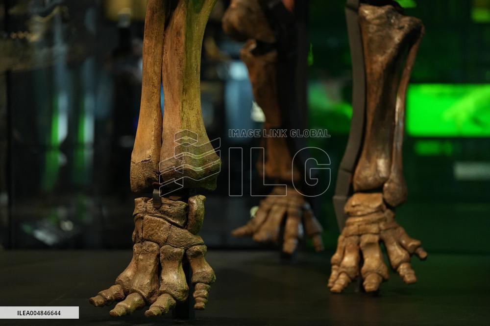 Fossilized Woolly Mammoth Skeleton Presented at Museum - Barcelona