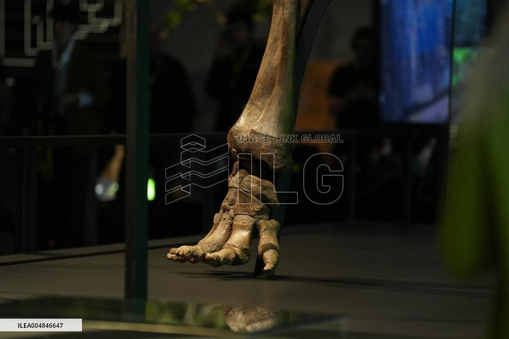 Fossilized Woolly Mammoth Skeleton Presented at Museum - Barcelona