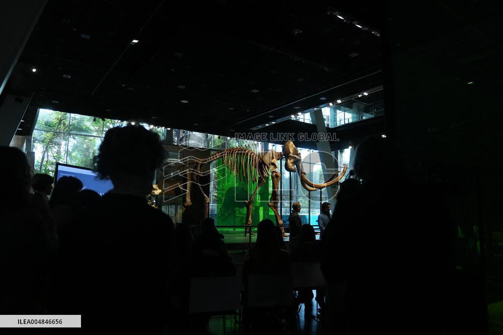 Fossilized Woolly Mammoth Skeleton Presented at Museum - Barcelona