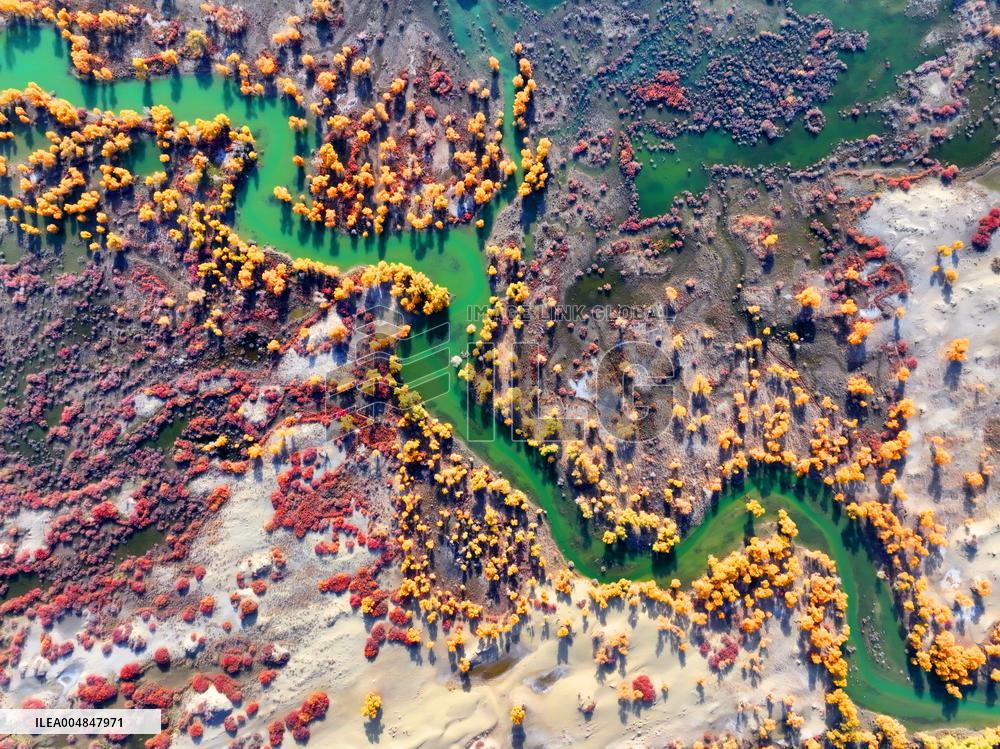 Natural Populus Euphratica Forest in Full Bloom
