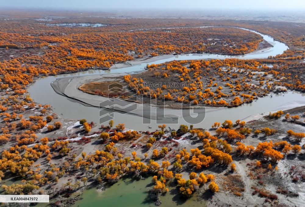 Natural Populus Euphratica Forest in Full Bloom