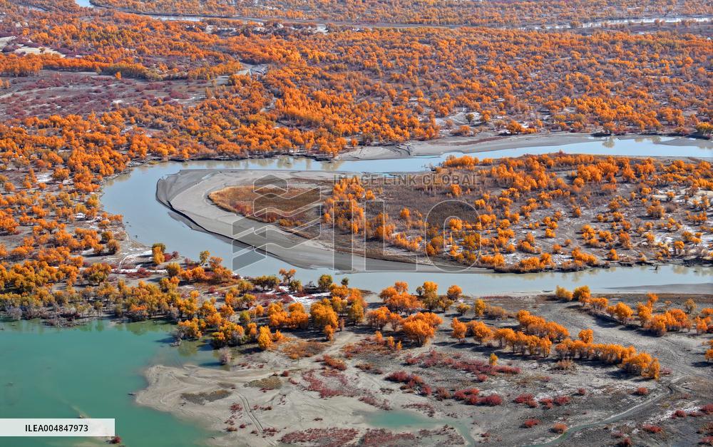 Natural Populus Euphratica Forest in Full Bloom