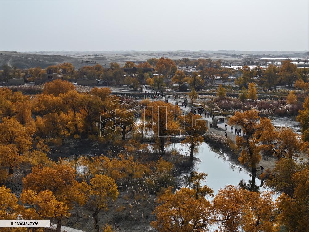 Natural Populus Euphratica Forest in Full Bloom