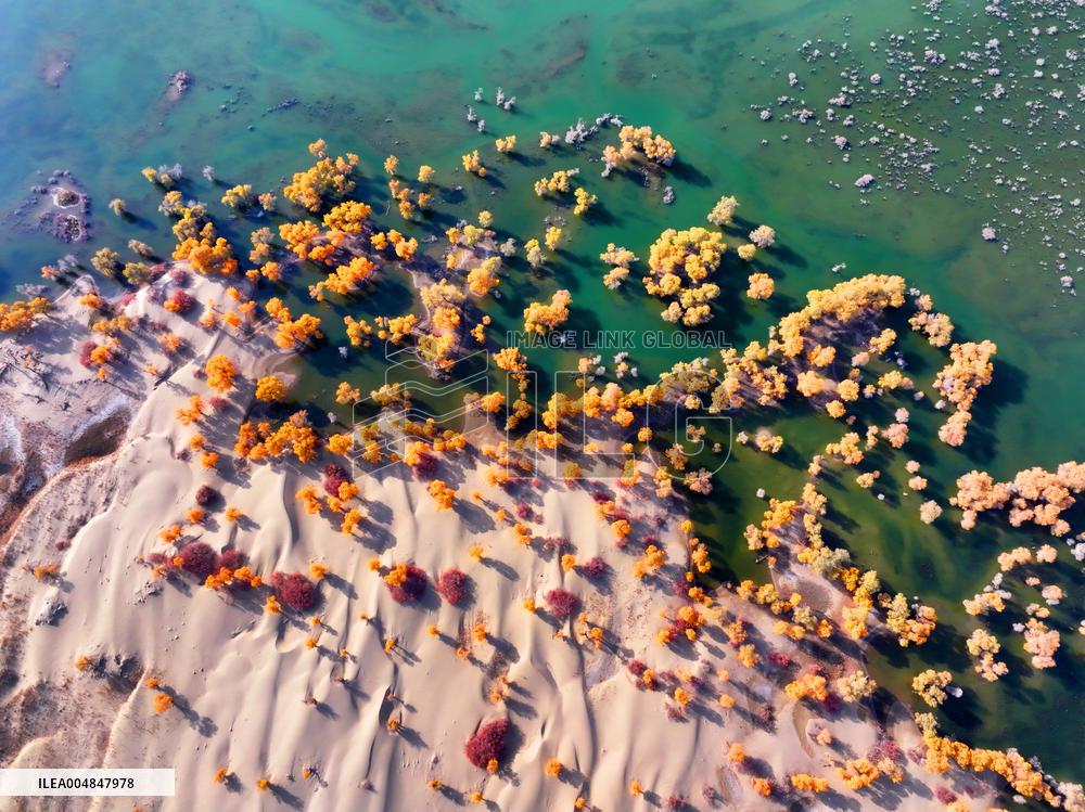 Natural Populus Euphratica Forest in Full Bloom