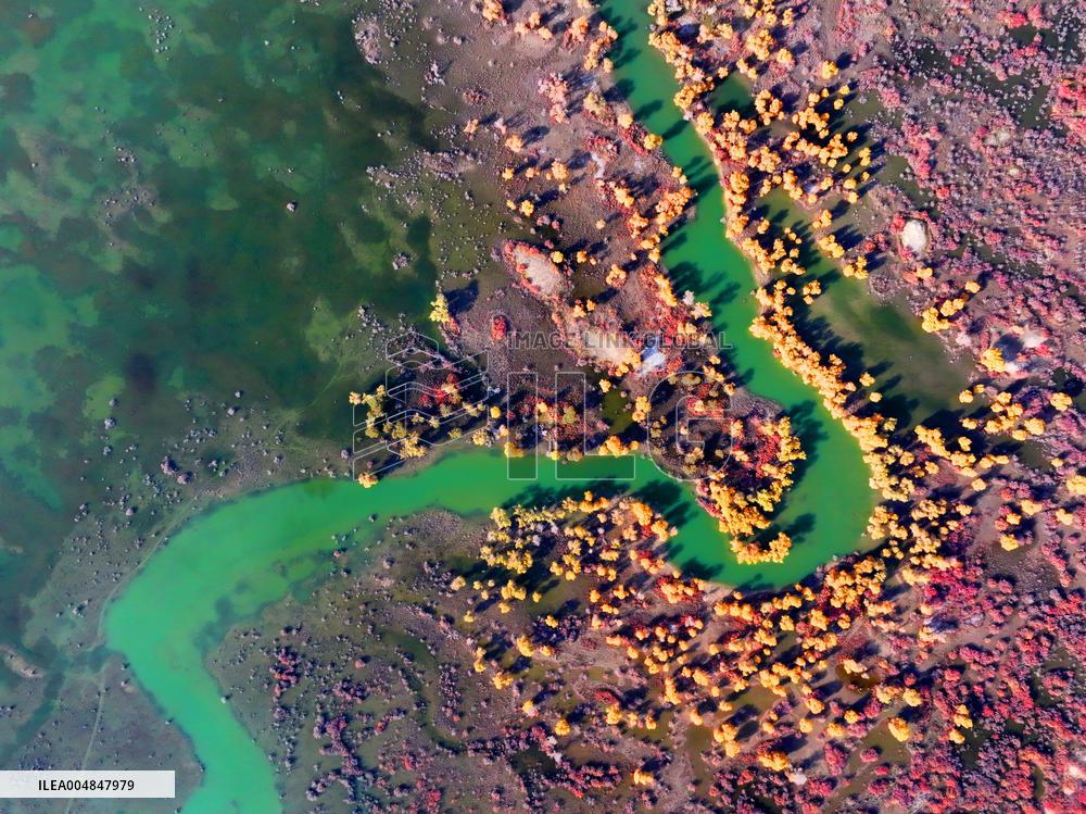 Natural Populus Euphratica Forest in Full Bloom