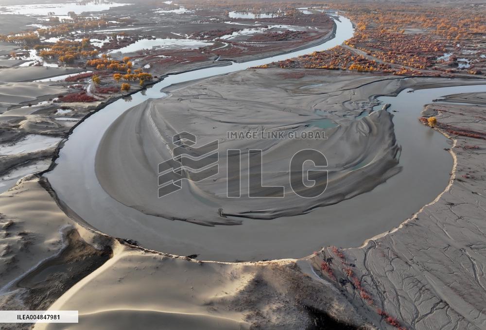 Natural Populus Euphratica Forest in Full Bloom