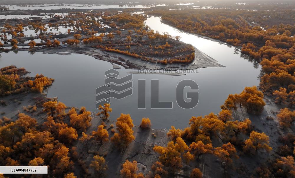 Natural Populus Euphratica Forest in Full Bloom