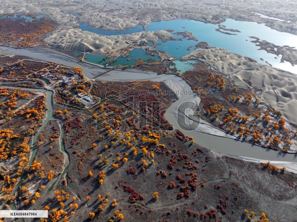 Natural Populus Euphratica Forest in Full Bloom