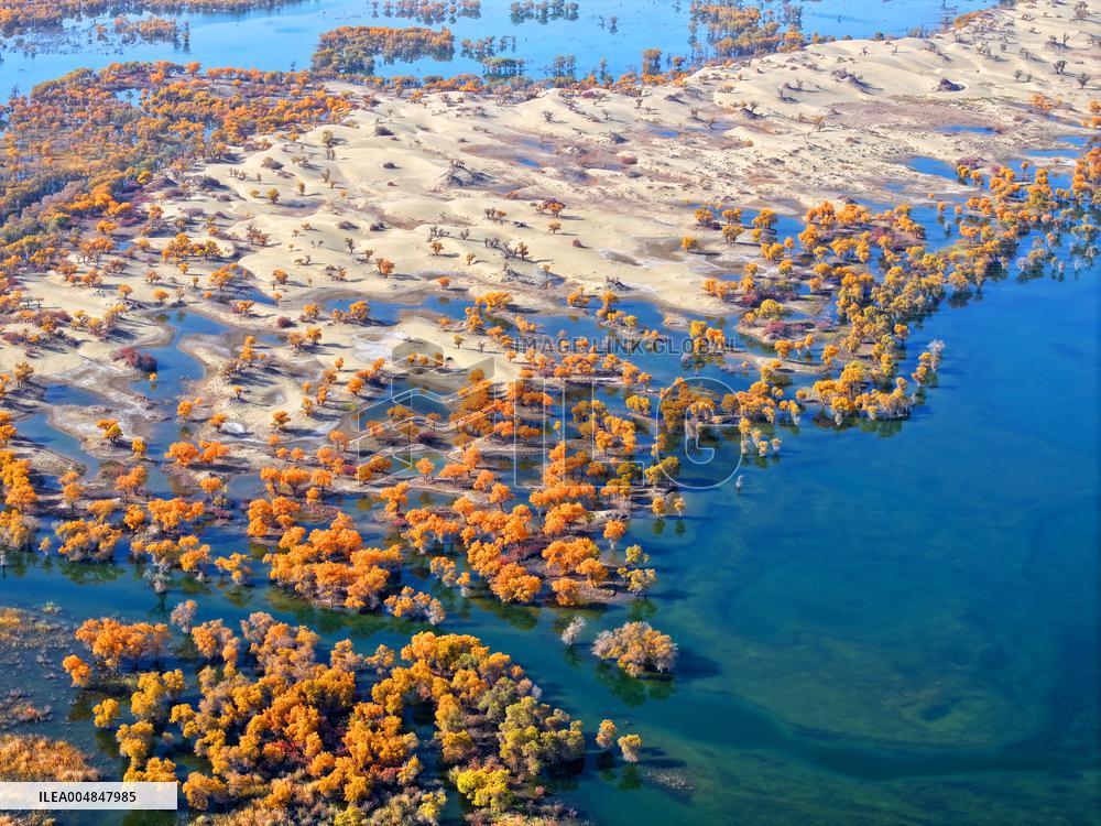 Natural Populus Euphratica Forest in Full Bloom