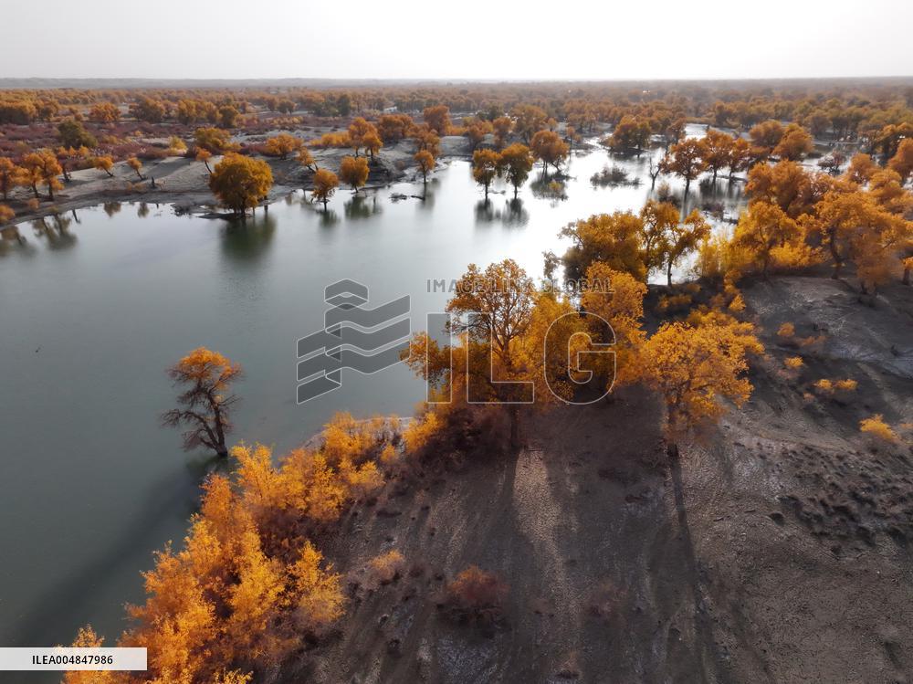 Natural Populus Euphratica Forest in Full Bloom