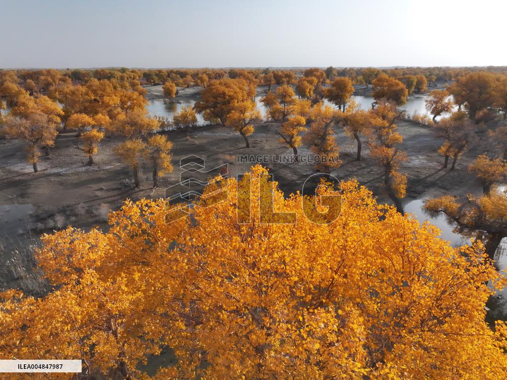 Natural Populus Euphratica Forest in Full Bloom