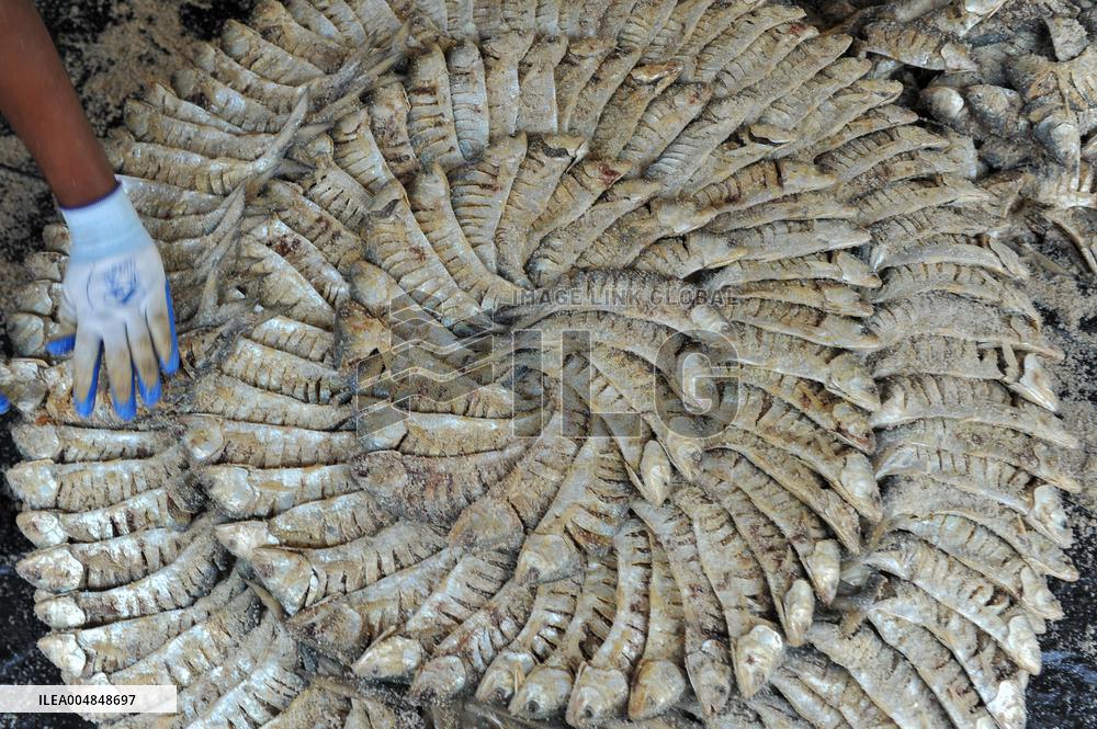 Traditional Salted Hilsa Processing In Chattogram - Bangladesh