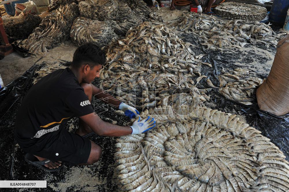 Traditional Salted Hilsa Processing In Chattogram - Bangladesh