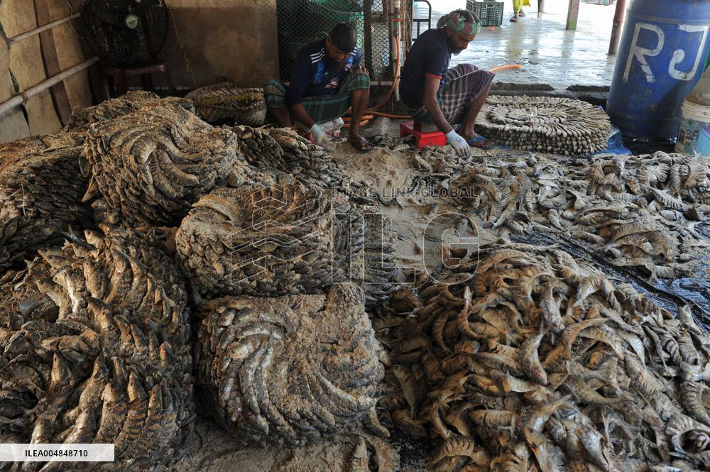 Traditional Salted Hilsa Processing In Chattogram - Bangladesh