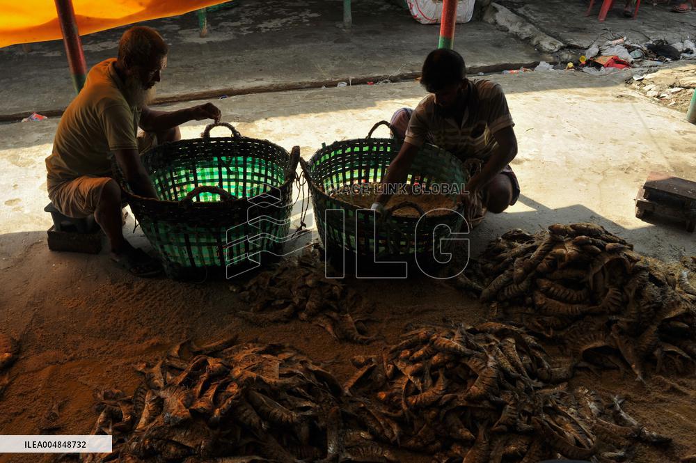 Traditional Salted Hilsa Processing In Chattogram - Bangladesh