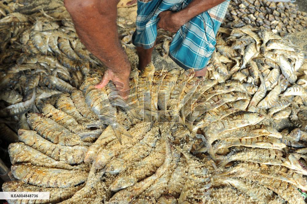 Traditional Salted Hilsa Processing In Chattogram - Bangladesh