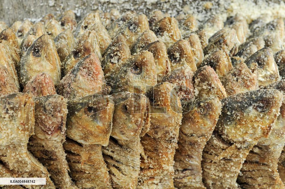 Traditional Salted Hilsa Processing In Chattogram - Bangladesh