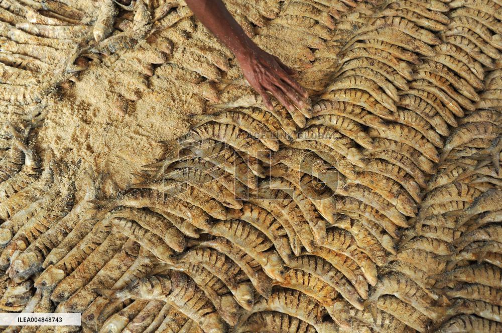 Traditional Salted Hilsa Processing In Chattogram - Bangladesh
