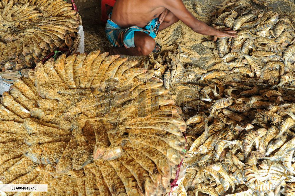 Traditional Salted Hilsa Processing In Chattogram - Bangladesh