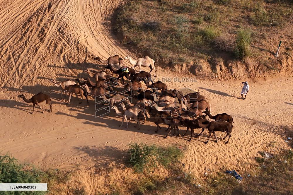 Camels Gather For Annual Fair In Pushkar - India