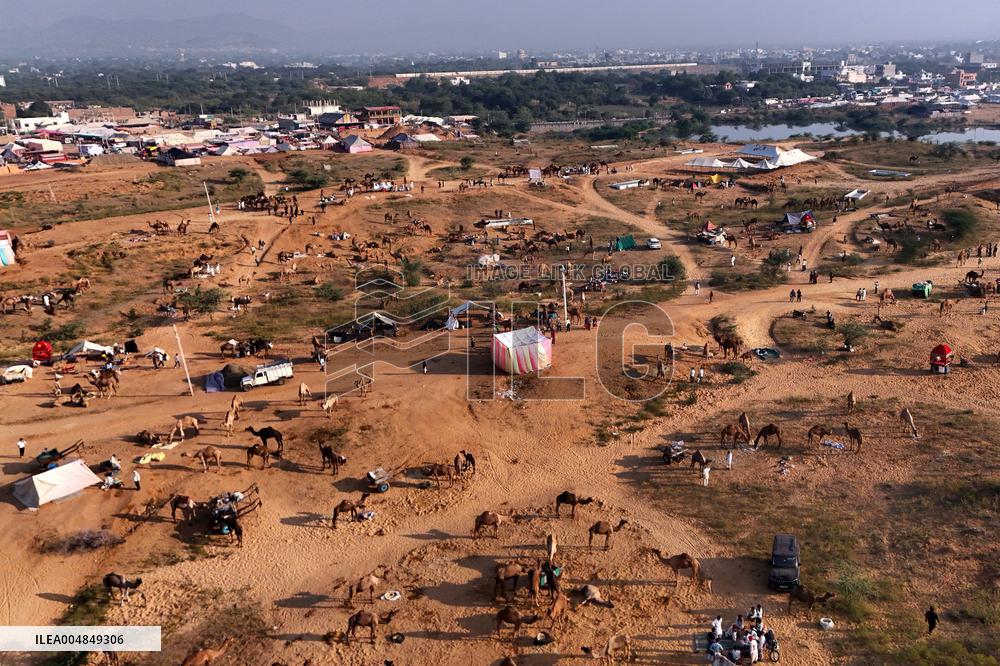 Camels Gather For Annual Fair In Pushkar - India