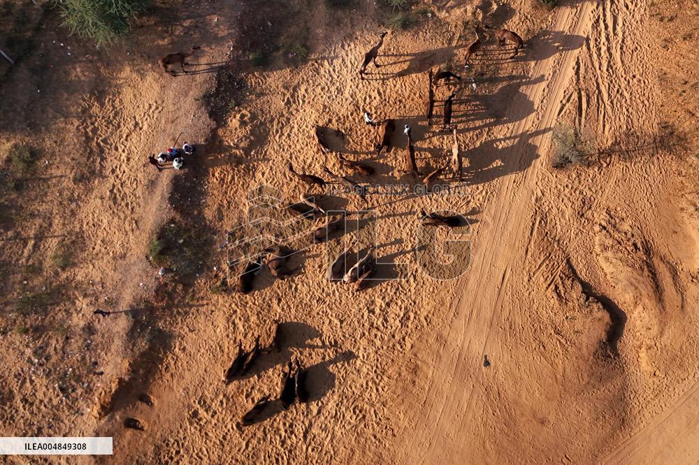 Camels Gather For Annual Fair In Pushkar - India