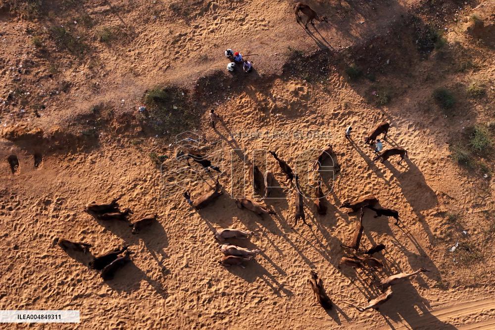 Camels Gather For Annual Fair In Pushkar - India